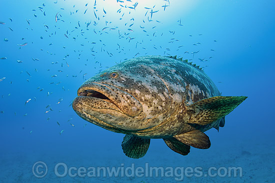 Goliath Grouper hovering around shipwreck photo