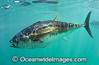 Southern Bluefin Tuna in pen Photo - Michael Patrick O'Neill