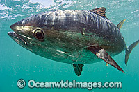 Captive Southern Bluefin Tuna Photo - Michael Patrick O'Neill