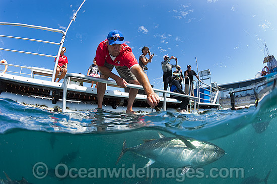 Southern Bluefin Tuna in pen photo Southern Bluefin Tuna in pen photo
