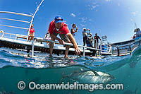 Southern Bluefin Tuna in pen Photo - Michael Patrick O'Neill
