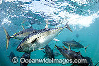 Southern Bluefin Tuna in pen Photo - Michael Patrick O'Neill