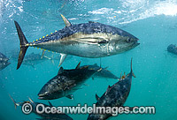 Captive Southern Bluefin Tuna Photo - Michael Patrick O'Neill