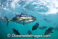 Southern Bluefin Tuna in pen Photo - Michael Patrick O'Neill