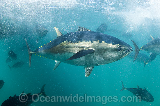 Southern Bluefin Tuna in pen photo