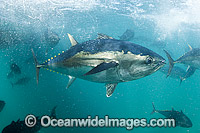 Southern Bluefin Tuna in pen Photo - Michael Patrick O'Neill