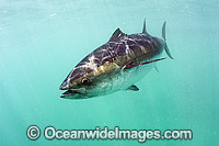 Southern Bluefin Tuna in pen Photo - Michael Patrick O'Neill