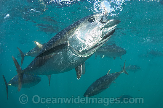 Captive Southern Bluefin Tuna photo