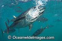 Captive Southern Bluefin Tuna Photo - Michael Patrick O'Neill