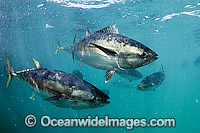 Southern Bluefin Tuna in pen Photo - Michael Patrick O'Neill