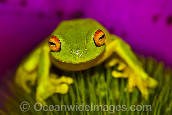 Red-eyed Tree Frog on Bromeliad photo Red-eyed Tree Frog on Bromeliad photo