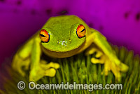 Red-eyed Tree Frog on Bromeliad Photo - Gary Bell