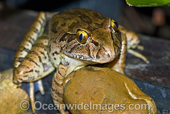 Giant Barred Frog Mixophyes iteratus photo Giant Barred Frog Mixophyes iteratus photo