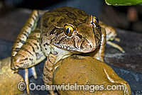 Giant Barred Frog Mixophyes iteratus Photo - Gary Bell