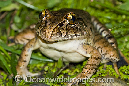 Giant Barred Frog Mixophyes iteratus photo