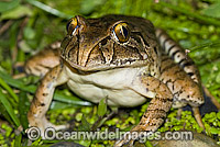 Giant Barred Frog Mixophyes iteratus Photo - Gary Bell