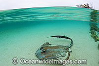 Cowtail Stingray Pastinachus sephen Photo - Gary Bell