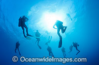 Scuba Divers doing safety stop Photo - Gary Bell