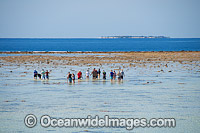 Reef walking Heron Island Photo - Gary Bell