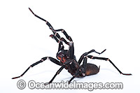 Burrowing Spider Xamiatus kia Photo - Gary Bell