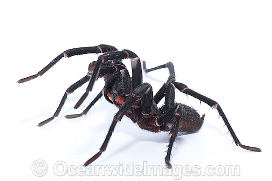 Burrowing Spider male photo Burrowing Spider male photo