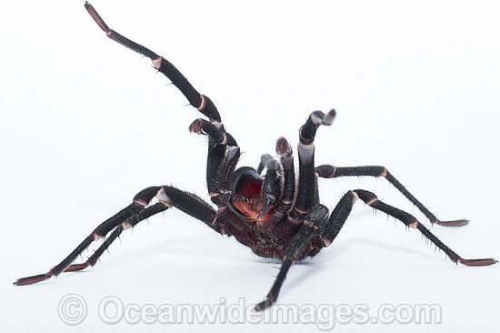 Burrowing Spider Xamiatus kia photo Burrowing Spider Xamiatus kia photo