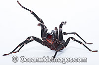 Burrowing Spider Xamiatus kia Photo - Gary Bell