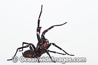 Burrowing Spider venom on fangs Photo - Gary Bell
