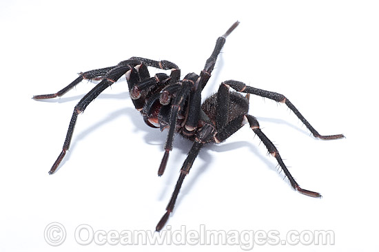 Burrowing Spider Xamiatus kia photo Burrowing Spider Xamiatus kia photo