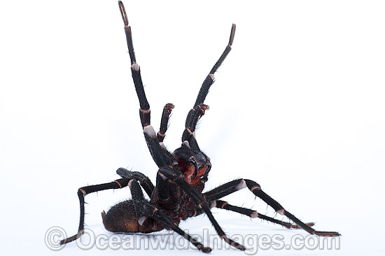 Burrowing Spider Xamiatus kia photo Burrowing Spider Xamiatus kia photo