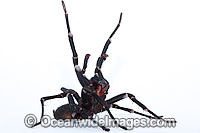 Burrowing Spider Xamiatus kia Photo - Gary Bell