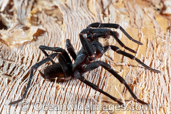 Burrowing Spider Xamiatus kia photo Burrowing Spider Xamiatus kia photo