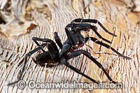 Burrowing Spider Xamiatus kia Photo - Gary Bell