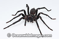 Burrowing Spider Xamiatus kia Photo - Gary Bell