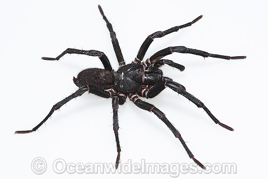 Burrowing Spider Xamiatus kia photo Burrowing Spider Xamiatus kia photo