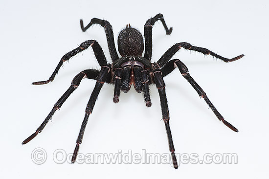 Burrowing Spider Xamiatus kia photo Burrowing Spider Xamiatus kia photo