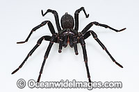 Burrowing Spider Xamiatus kia Photo - Gary Bell