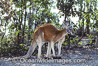 Red Kangaroo Macropus rufus Photo - Gary Bell