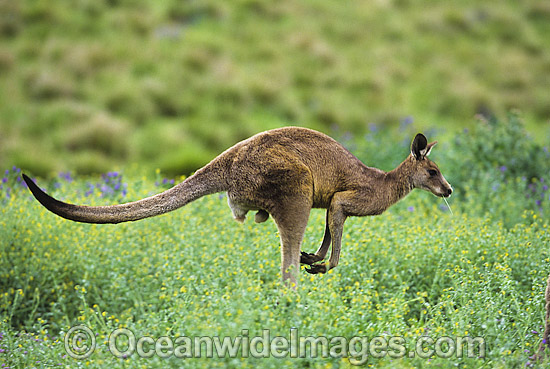 Eastern Grey Kangaroo hopping through flowers photo Eastern Grey Kangaroo hopping through flowers photo