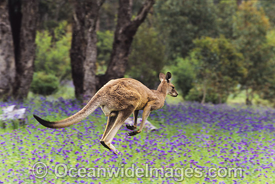 Eastern Grey Kangaroo hopping through flowers photo Eastern Grey Kangaroo hopping through flowers photo