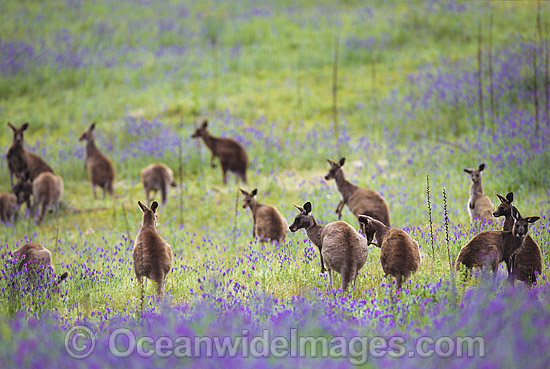 Eastern Grey Kangaroo mob feeding photo Eastern Grey Kangaroo mob feeding photo