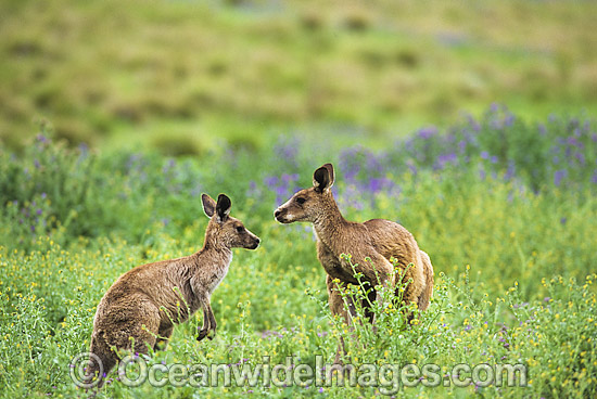 Eastern Grey Kangaroos amongst wild flowers photo Eastern Grey Kangaroos amongst wild flowers photo