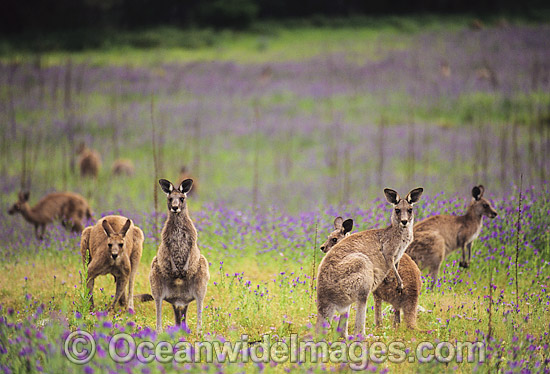 Eastern Grey Kangaroo mob feeding photo Eastern Grey Kangaroo mob feeding photo