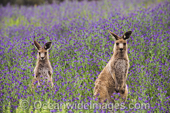 Eastern Grey Kangaroo pair amongst wildflowers photo Eastern Grey Kangaroo pair amongst wildflowers photo