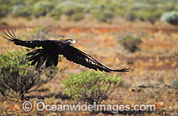 Wedge-tailed Eagle in flight Photo - Gary Bell