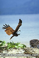 White-bellied Sea Eagle Photo - Gary Bell