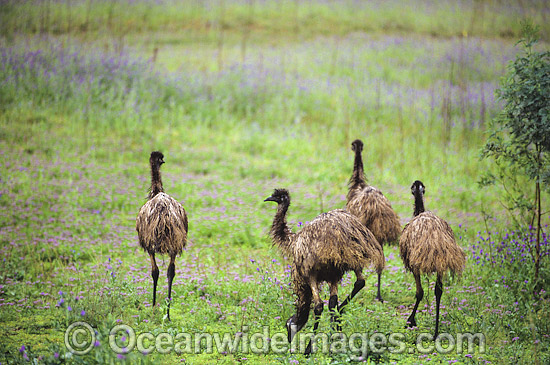 Flock of Emus photo