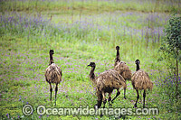 Flock of Emus Photo - Gary Bell