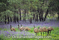 Emus at Warrenbungles National Park Photo - Gary Bell