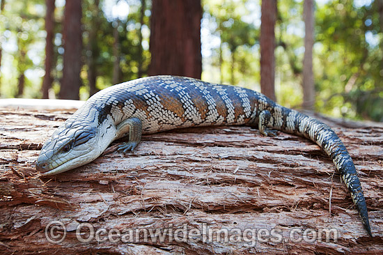 Eastern Blue-tongue Lizard photo Eastern Blue-tongue Lizard photo